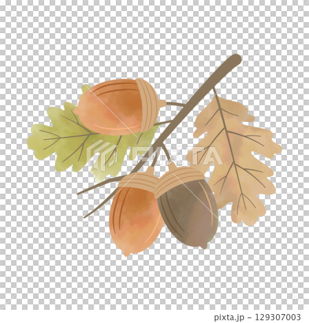 水彩風どんぐりと葉の枝（茶×緑） 129307003