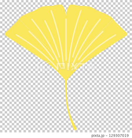 Illustration of ginkgo leaves Illustration of ginkgo leaves 129307019