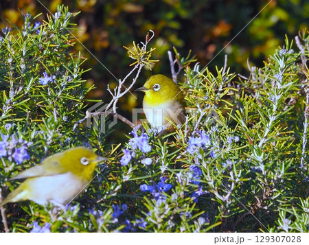 春の浜離宮恩賜庭園の花の蜜に集まるメジロ 129307028