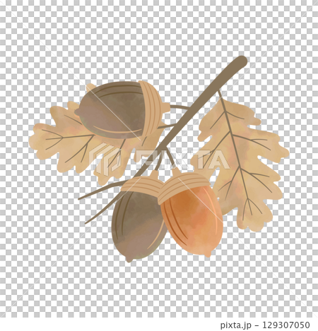 Watercolor acorn and leaf branch (brown) 129307050
