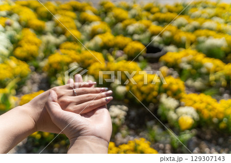 手と手を重ねる幸せの瞬間③ 手と手を重ねる幸せの瞬間③ 129307143