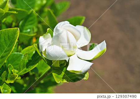 白い八重咲きのクチナシの花（夏、六月） 129307490