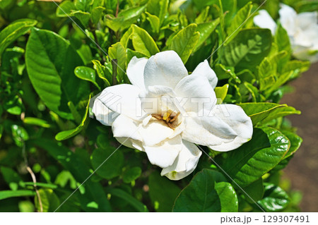 白い八重咲きのクチナシの花（夏、六月） 129307491