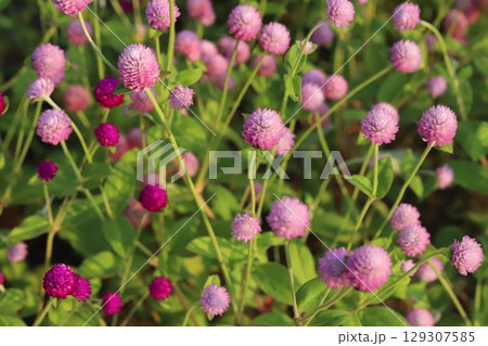 夏の庭に咲く薄桃色と濃桃色の千日紅の花 129307585