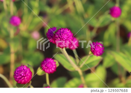 夏の庭に咲く濃いピンク色の千日紅の花 129307688