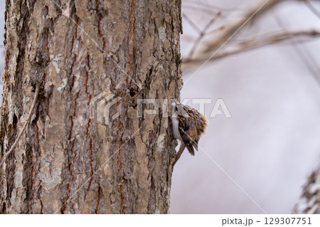 樹をのぼりながら餌を探しているキバシリ 樹をのぼりながら餌を探しているキバシリ 129307751