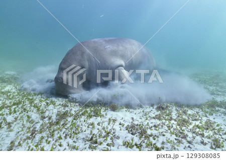 ジュゴン 129308085