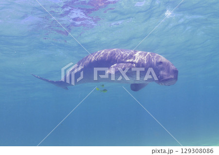 ジュゴン 129308086