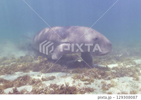 ジュゴン 129308087