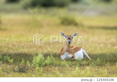 wild female blackbuck or antilope cervicapra or indian antelope at Blackbuck National Park Velavadar bhavnagar gujrat india asia blackbuck closeup or portrait sitting in natural green grassland 129308106
