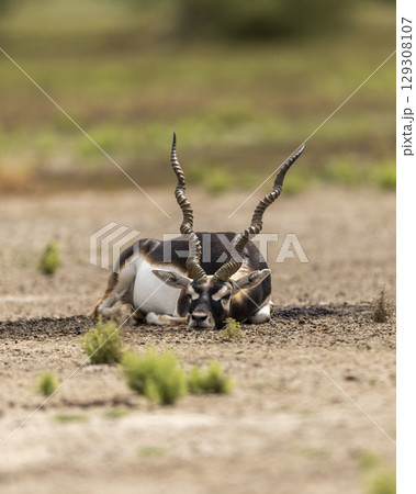 wild male blackbuck or antilope cervicapra or indian antelope at Blackbuck National Park Velavadar bhavnagar gujrat india asia blackbuck closeup or portrait lying on ground in natural green background wild male blackbuck or antilope cervicapra or indian antelope at Blackbuck National Park Velavadar bhavnagar gujrat india asia blackbuck closeup or portrait lying on ground in natural green background 129308107