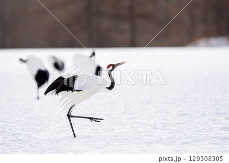 翼を広げて舞うタンチョウ 129308305