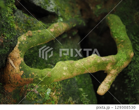 Uターンを指示する根っこ 129308530