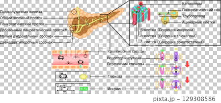 膵臓　インスリン　仕組み　イラスト　ロシア語 129308586