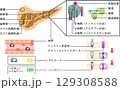 膵臓　インスリン　仕組み　イラスト　日本語 129308588