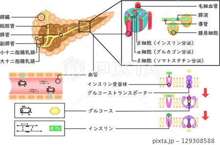 膵臓　インスリン　仕組み　イラスト　日本語 129308588