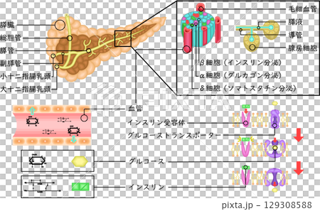 Pancreas Insulin Mechanism Illustration Japanese 129308588