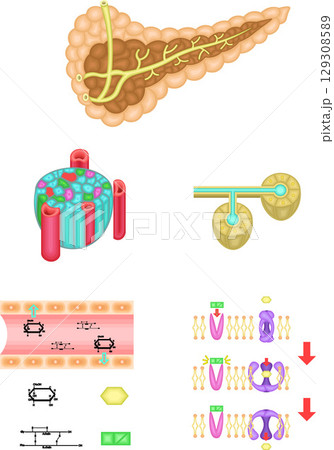 膵臓　インスリン　仕組み　イラスト 129308589