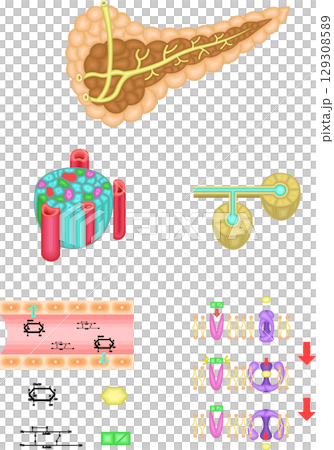 膵臓　インスリン　仕組み　イラスト 129308589