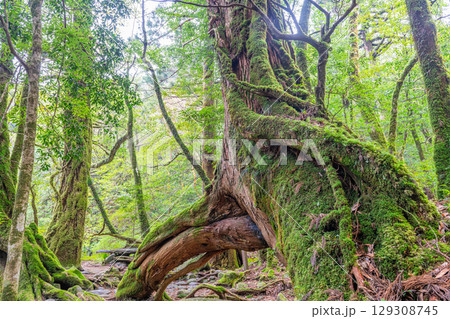 三本足杉屋久杉 屋久島白谷雲水峡(3月) 三本足杉屋久杉 屋久島白谷雲水峡(3月) 129308745