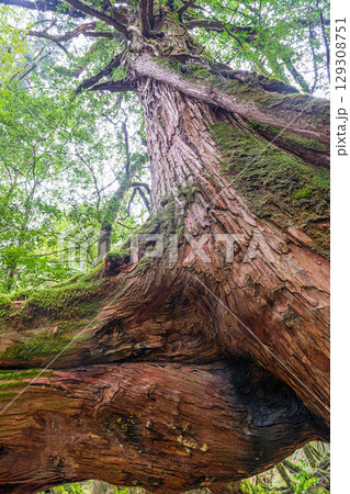 三本足杉屋久杉　屋久島白谷雲水峡(3月) 129308751