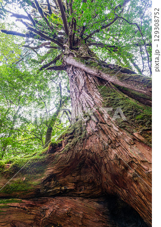 三本足杉屋久杉 屋久島白谷雲水峡(3月) 三本足杉屋久杉 屋久島白谷雲水峡(3月) 129308752