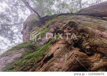 屋久杉　屋久島国立公園(3月)神が宿る巨木 129308870