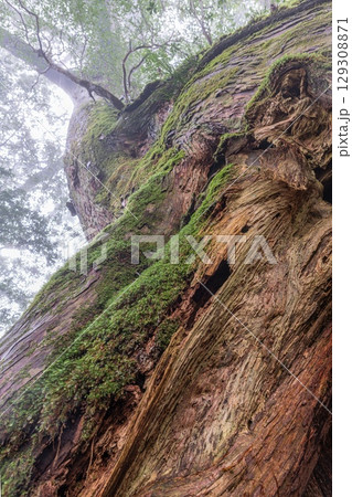 屋久杉　屋久島国立公園(3月)神が宿る巨木 129308871