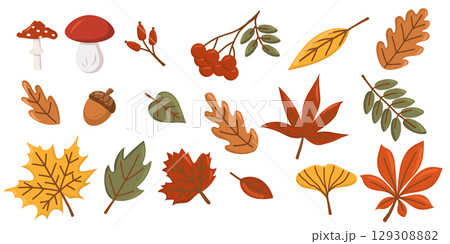 Collection of different fall leaves and mushrooms. Autumn season. Vector set of leaves. White isolated background. Elements for scrapbooking. Collection of different fall leaves and mushrooms. Autumn season. Vector set of leaves. White isolated background. Elements for scrapbooking. 129308882