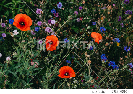Vibrant red poppies surrounded by a mix of purple and blue wildflowers in a thriving garden ecosystem. Emotional healing through nature, floral therapy, therapeutic landscapes, green mindfulness. Vibrant red poppies surrounded by a mix of purple and blue wildflowers in a thriving garden ecosystem. Emotional healing through nature, floral therapy, therapeutic landscapes, green mindfulness. 129308902