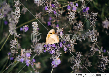 A tan butterfly with a bold eyespot rests on dried lavender flowers surrounded by purple blooms. Wildlife gardening, butterfly-friendly plants, native species gardening, pollinator habitat design... 129308903