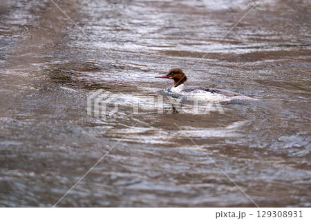 のんびりと泳ぐカワアイサ 129308931