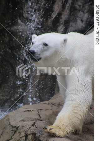 シロクマ・旭山動物園(北海道・旭川市) シロクマ・旭山動物園(北海道・旭川市) 129308960