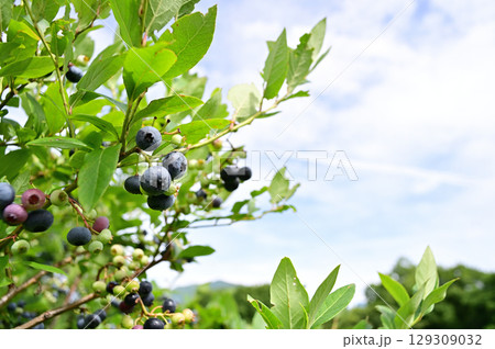 たわわに実ったブルーベリー、食べごろ たわわに実ったブルーベリー、食べごろ 129309032