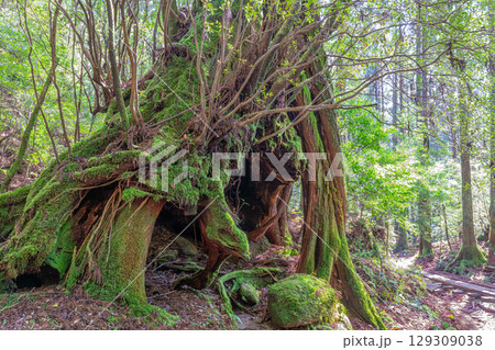 三代杉屋久杉　屋久島国立公園(3月) 129309038