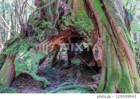 三代杉屋久杉　屋久島国立公園(3月) 129309041