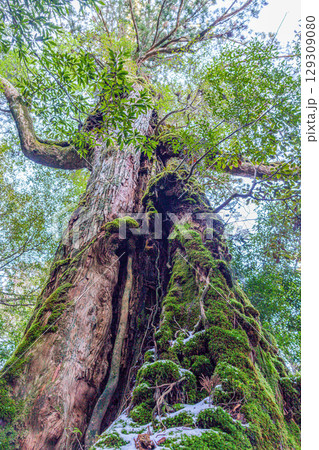 七本杉屋久杉　屋久島白谷雲水峡(3月) 129309080
