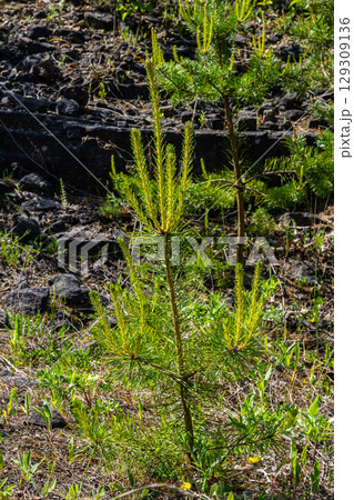 Small pine tree. small green spruce grows on a stone against the background of the forest. coniferous plants germinate in unfavorable conditions Small pine tree. small green spruce grows on a stone against the background of the forest. coniferous plants germinate in unfavorable conditions 129309136