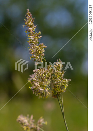 Plant Dactylis against green grass. In the meadow blooms valuable fodder grass Dactylis glomerata.Dactylis glomerata, also known as cock's foot, orchard grass, or cat grass 129309137