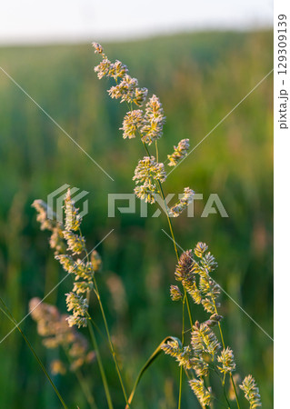 Plant Dactylis against green grass. In the meadow blooms valuable fodder grass Dactylis glomerata.Dactylis glomerata, also known as cock's foot, orchard grass, or cat grass 129309139