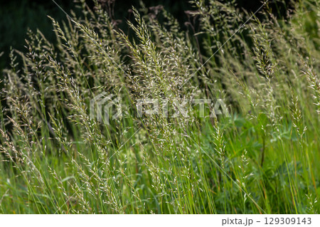 Calamagrostis arundinacea is a species of bunch grass in the family Poaceae, native to Eurasia, China and India. closeup of weeds of tropical mountains. Wild grass wallpaper. Weeds. nature grass Calamagrostis arundinacea is a species of bunch grass in the family Poaceae, native to Eurasia, China and India. closeup of weeds of tropical mountains. Wild grass wallpaper. Weeds. nature grass 129309143