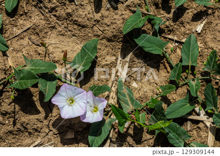 Field bindweed or Convolvulus arvensis European bindweed Creeping Jenny Possession vine herbaceous perennial plant with open and closed white flowers surrounded with dense green leaves Field bindweed or Convolvulus arvensis European bindweed Creeping Jenny Possession vine herbaceous perennial plant with open and closed white flowers surrounded with dense green leaves 129309144