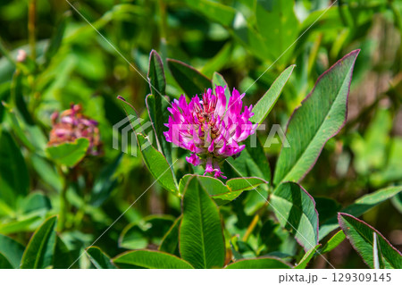 Wild red clover flower isolated Trifolium pratense, with green nature background 129309145