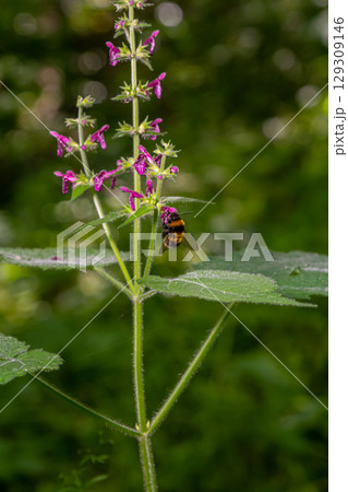 Close up of a hedge woundwort stachys sylvatica flower in bloom Close up of a hedge woundwort stachys sylvatica flower in bloom 129309146