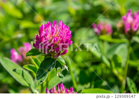 Wild red clover flower isolated Trifolium pratense, with green nature background 129309147