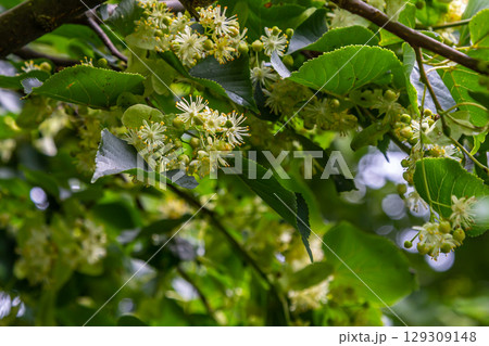 Linden, linden blossom with green leaves on a tree in summer Linden, linden blossom with green leaves on a tree in summer 129309148