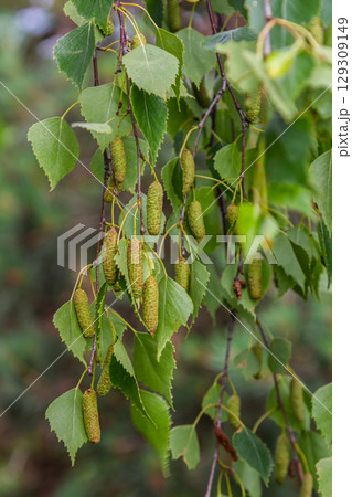Summer background with a birch branch and earrings illuminated by the sun. Green birch leaves with dangling earrings Summer background with a birch branch and earrings illuminated by the sun. Green birch leaves with dangling earrings 129309149
