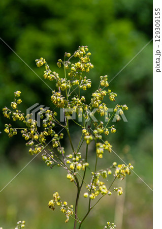 Thalictrum minus, Lesser Meadow-Rue. Wild plant shot in summer Thalictrum minus, Lesser Meadow-Rue. Wild plant shot in summer 129309155