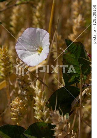 Field bindweed or Convolvulus arvensis European bindweed Creeping Jenny Possession vine herbaceous perennial plant with open and closed white flowers surrounded with dense green leaves Field bindweed or Convolvulus arvensis European bindweed Creeping Jenny Possession vine herbaceous perennial plant with open and closed white flowers surrounded with dense green leaves 129309159