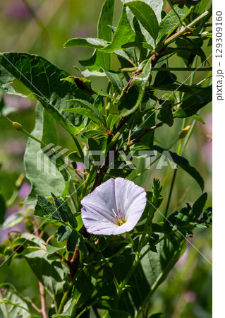 Field bindweed or Convolvulus arvensis European bindweed Creeping Jenny Possession vine herbaceous perennial plant with open and closed white flowers surrounded with dense green leaves 129309160